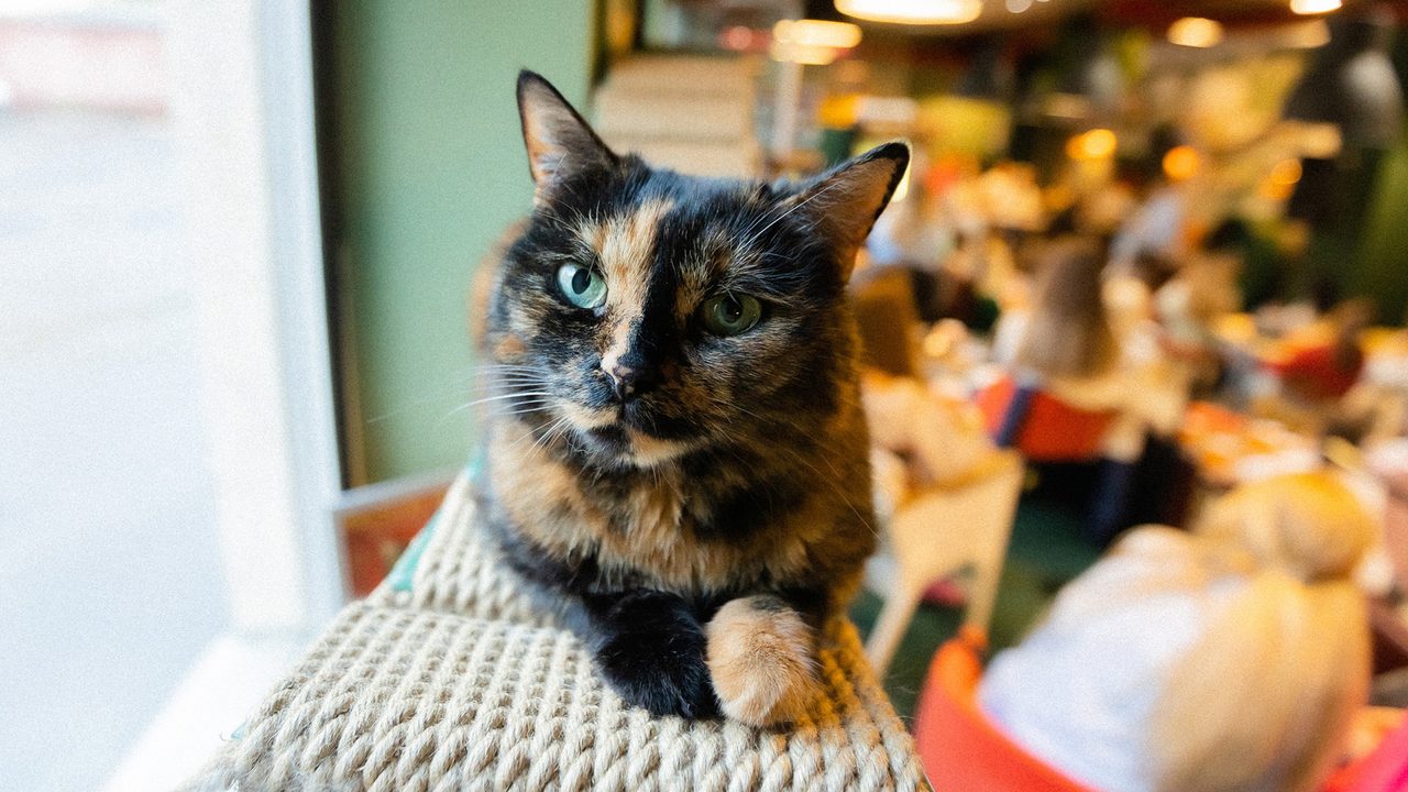 @kotocafe