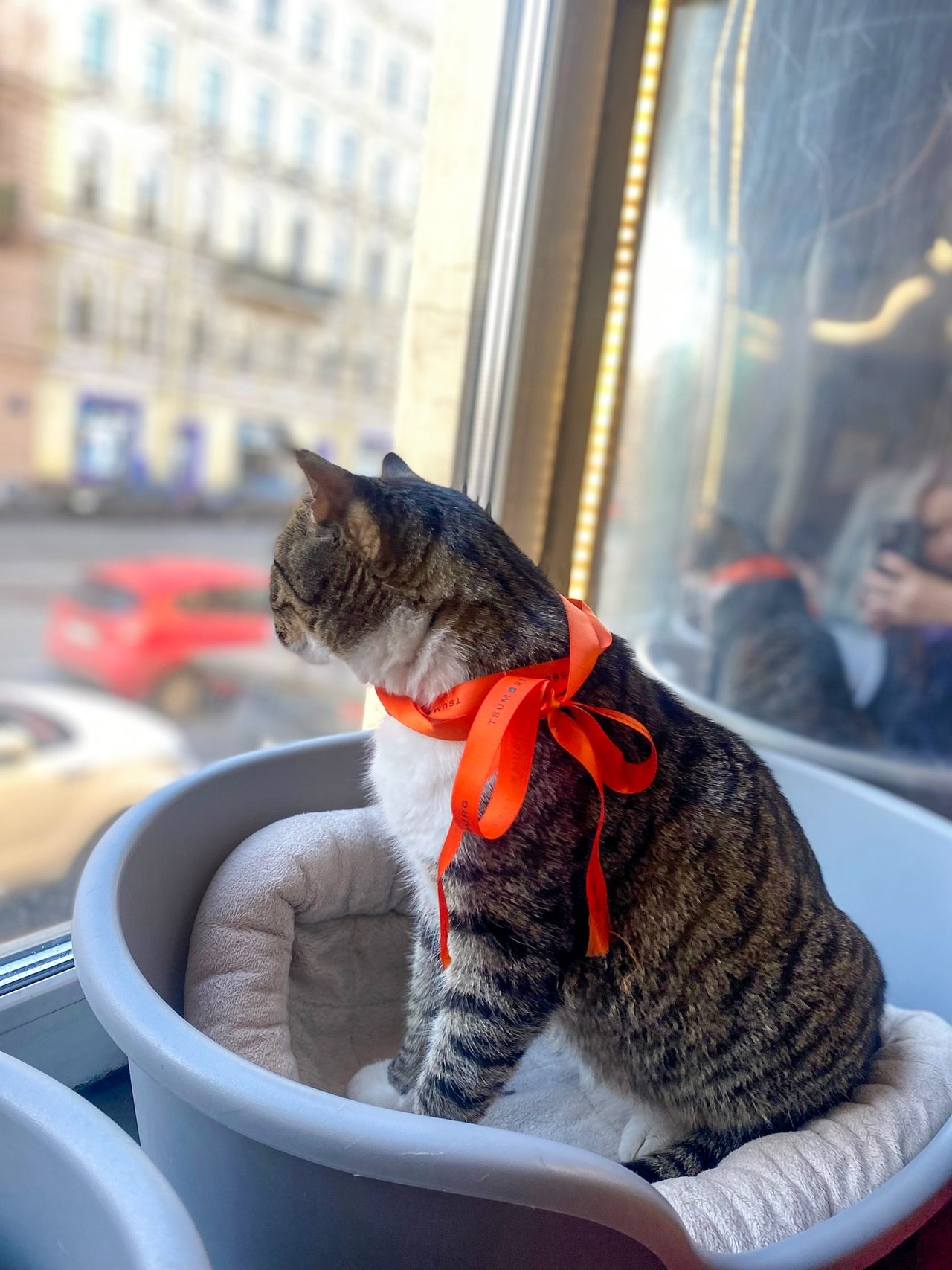 @cats_republic