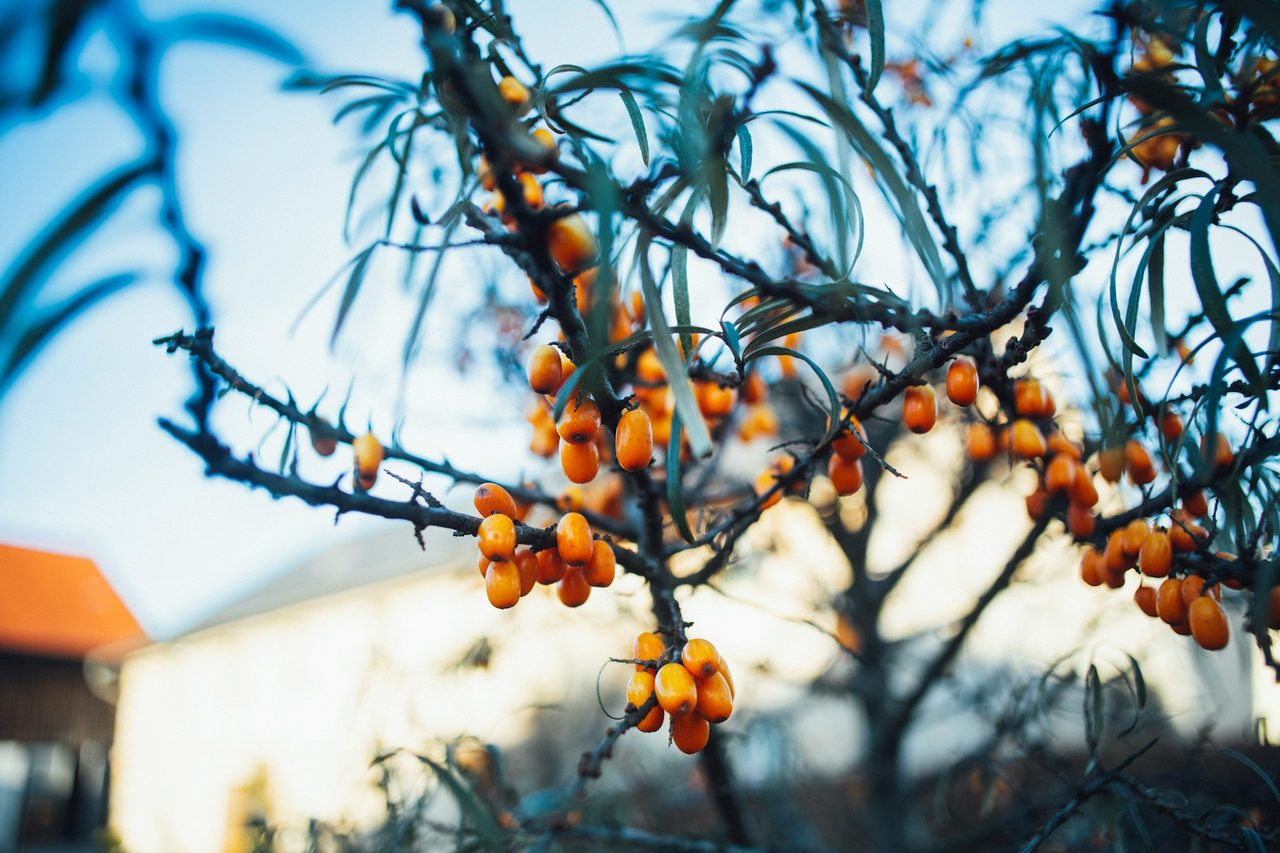 Markus Spiske/Unsplash