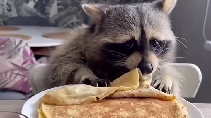 @RaccoonTema