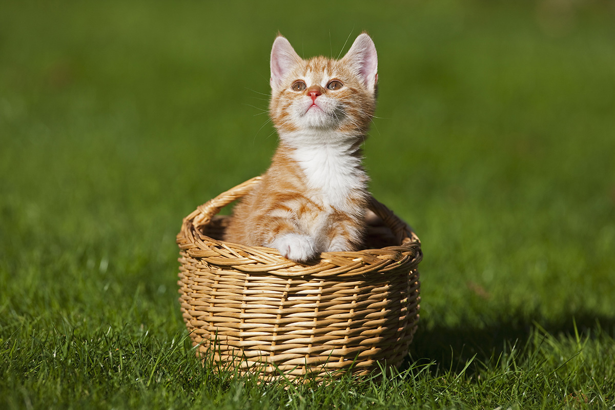 FotoFealing / Getty Images