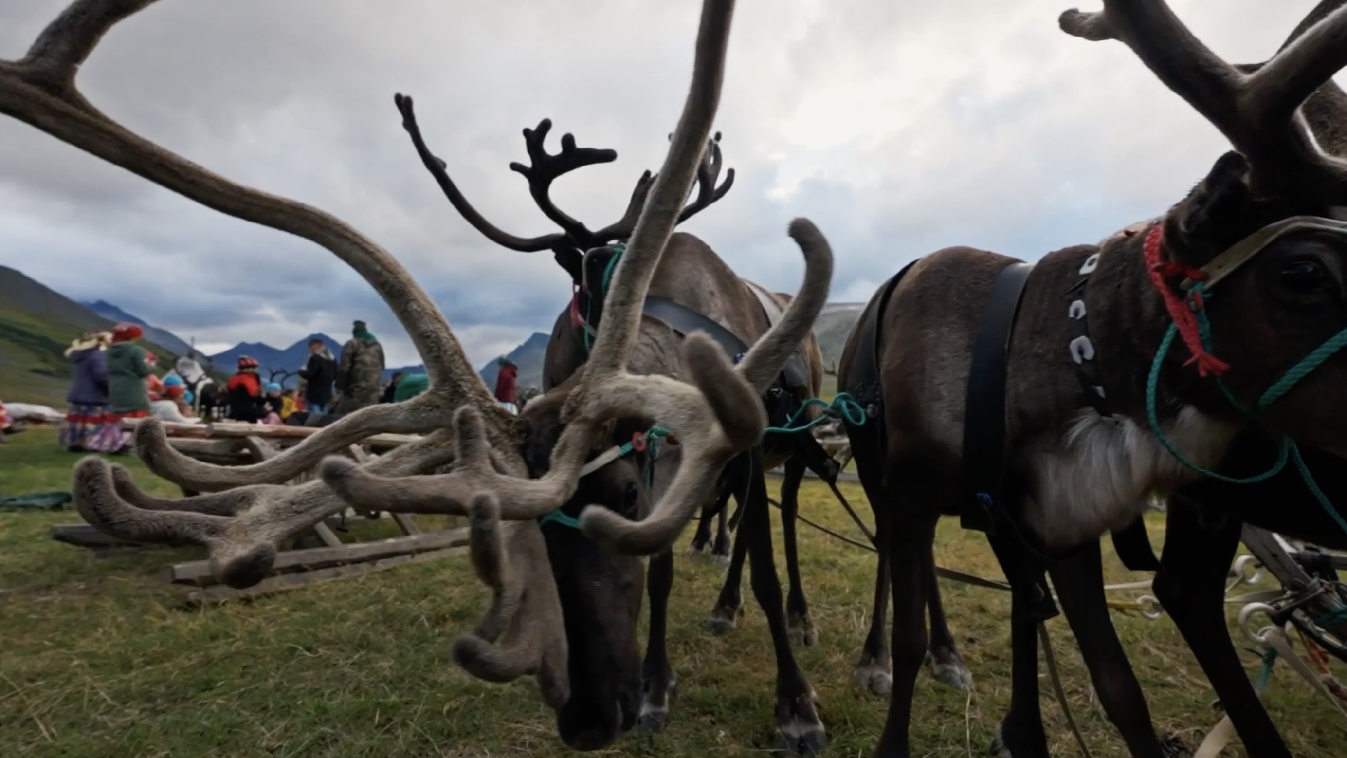 Дети Арктики