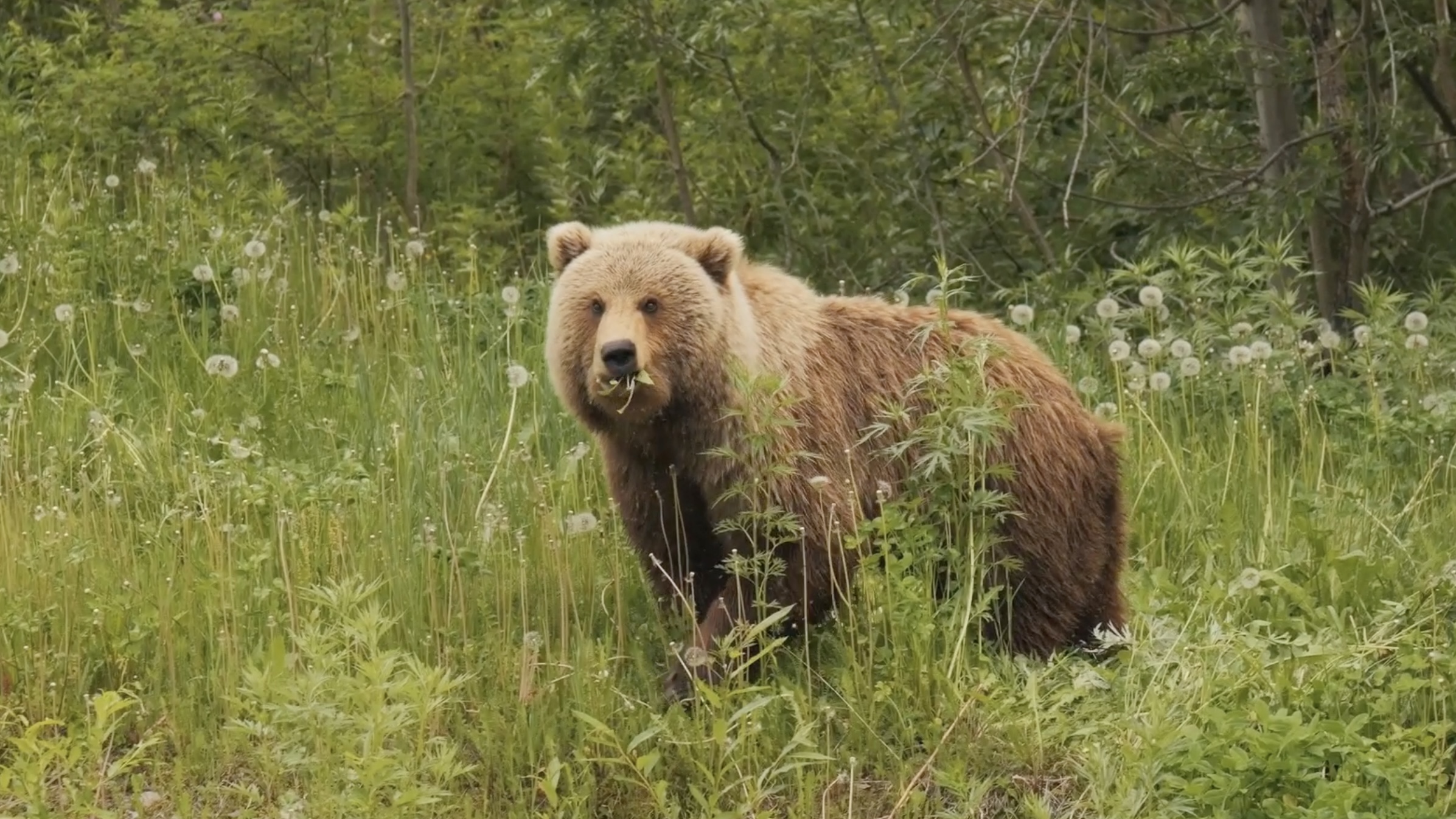 Дети Арктики