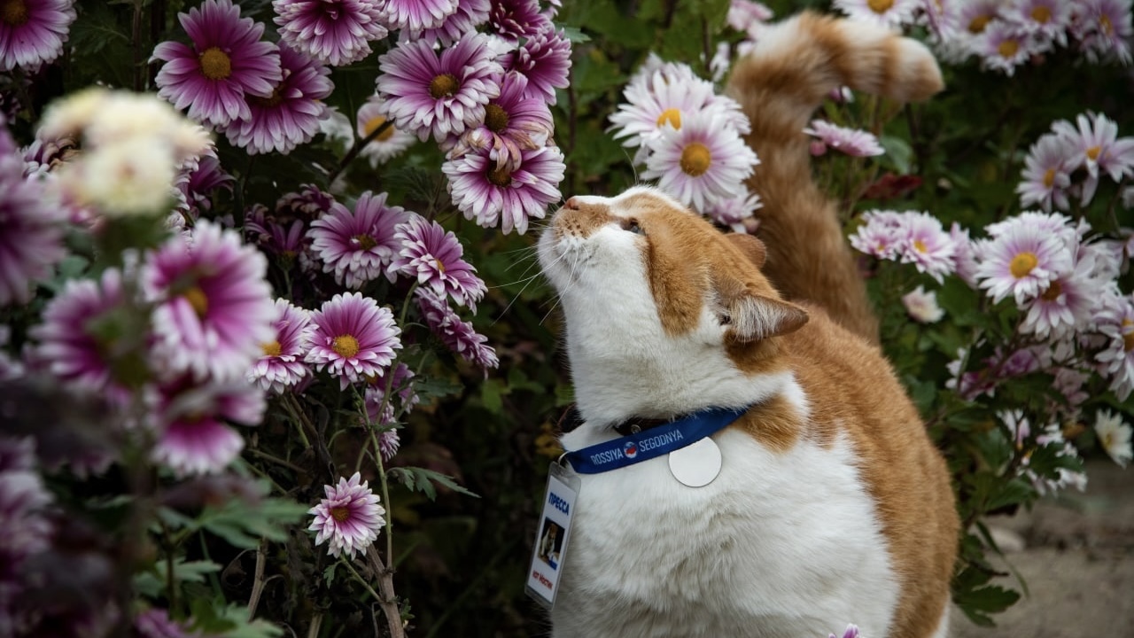 ​​​​​​​VK/cat.the.most