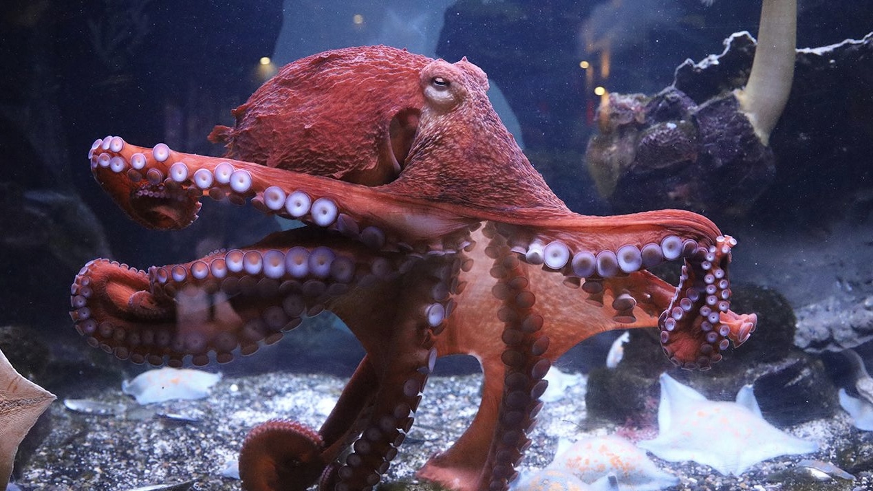 Ruptly; Moscow Zoo’s press service