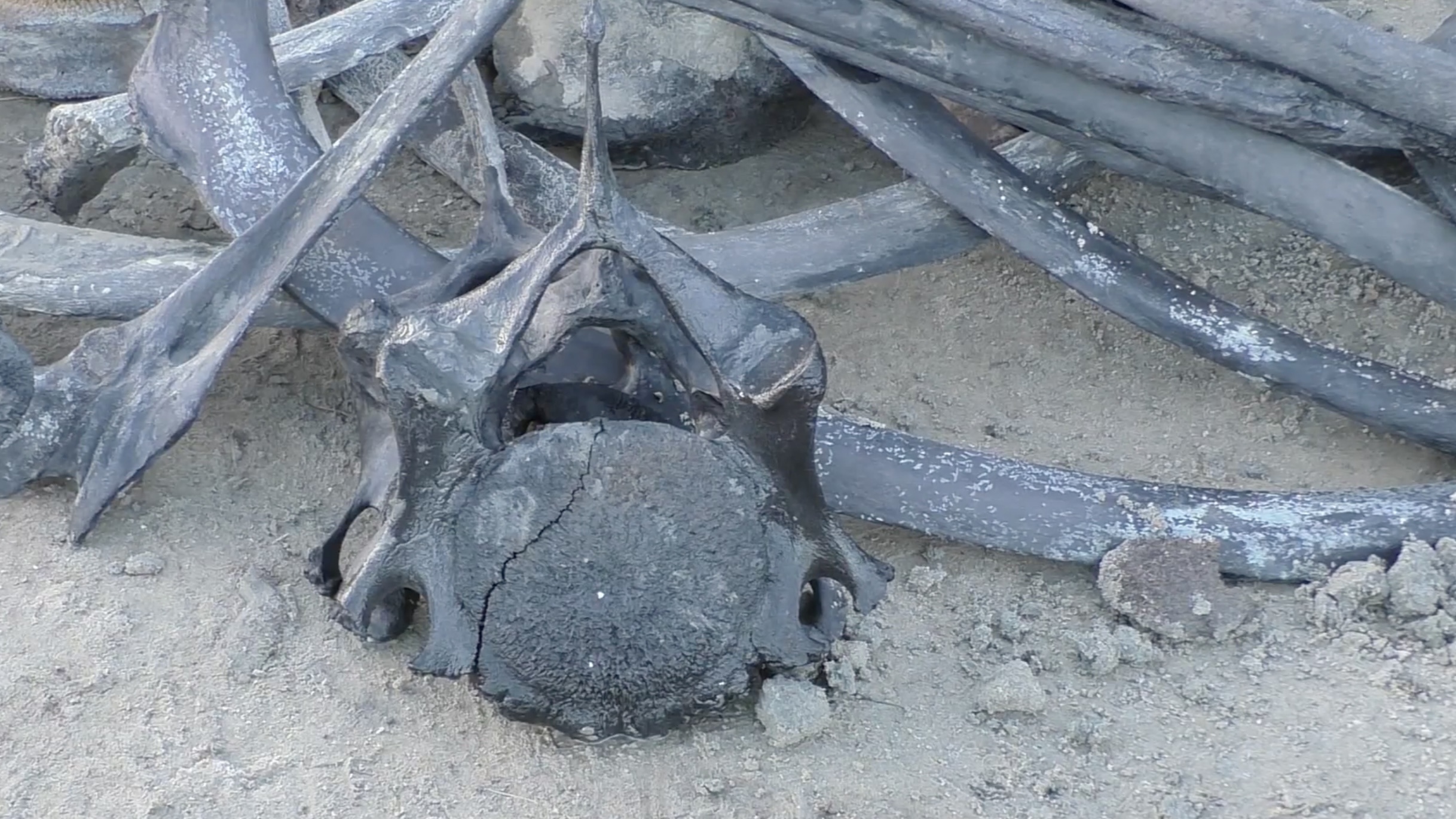 Ruptly; Shemanovsky Museum-Exhibition Complex 