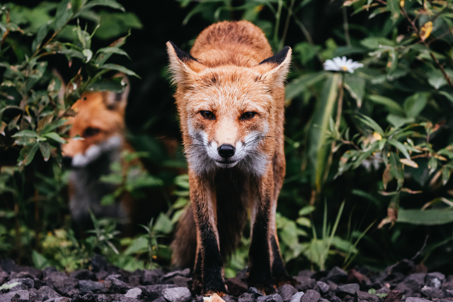 Sergey Shinov/@shinov_photo