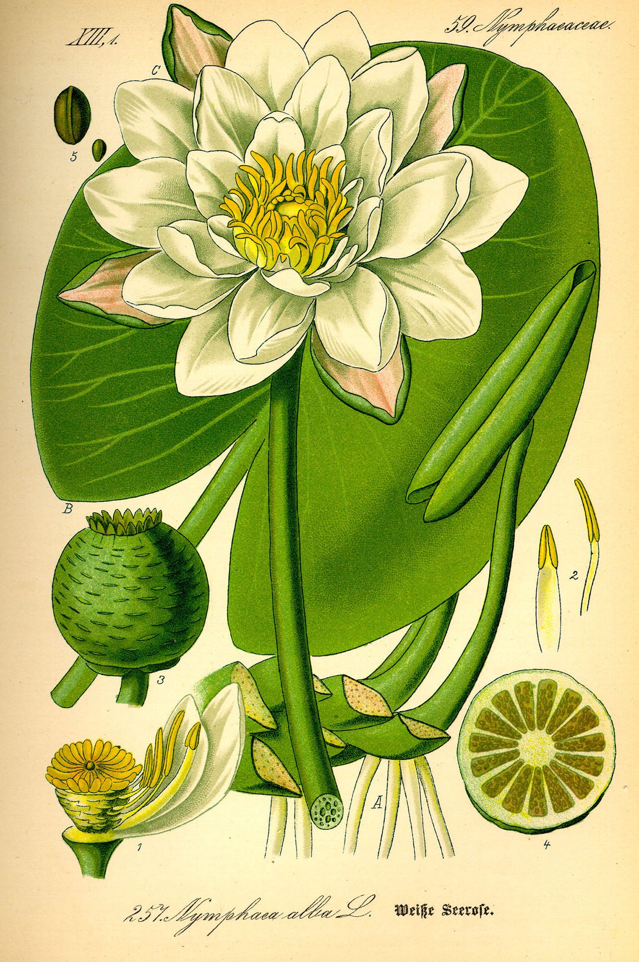 Flora von Deutschland, Österreich und der Schweiz, 1885