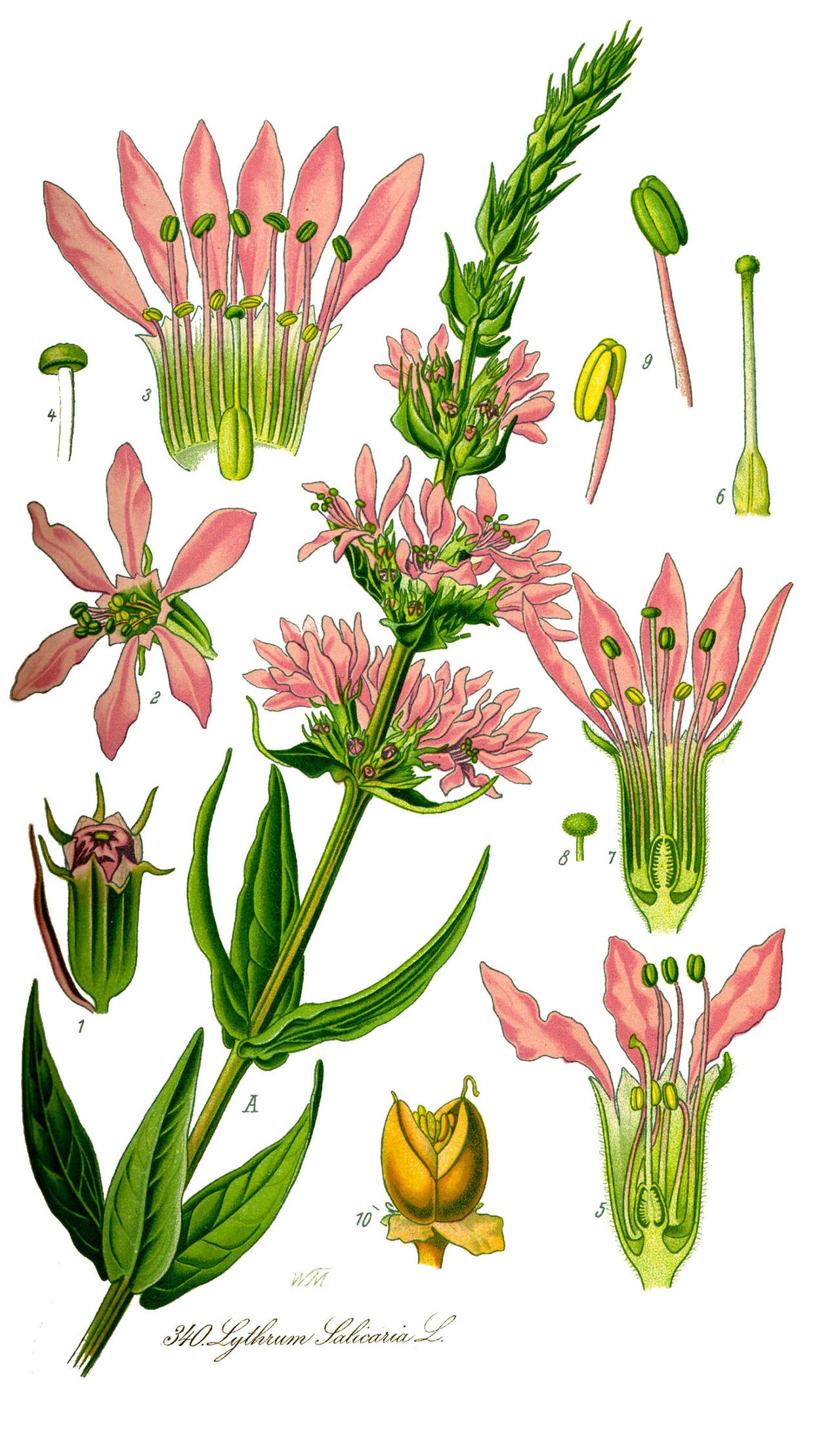 Flora von Deutschland, Österreich und der Schweiz, 1885