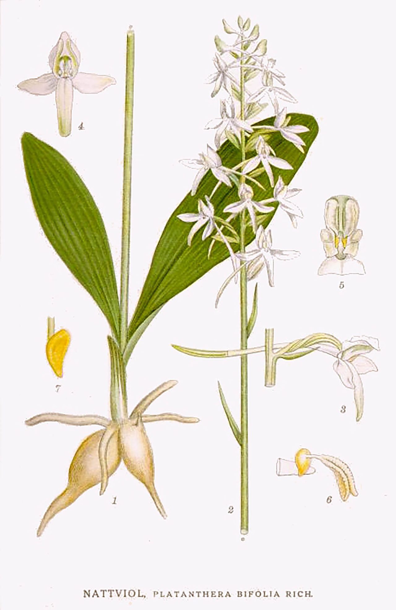 Bilder ur Nordens Flora, 1917-1926