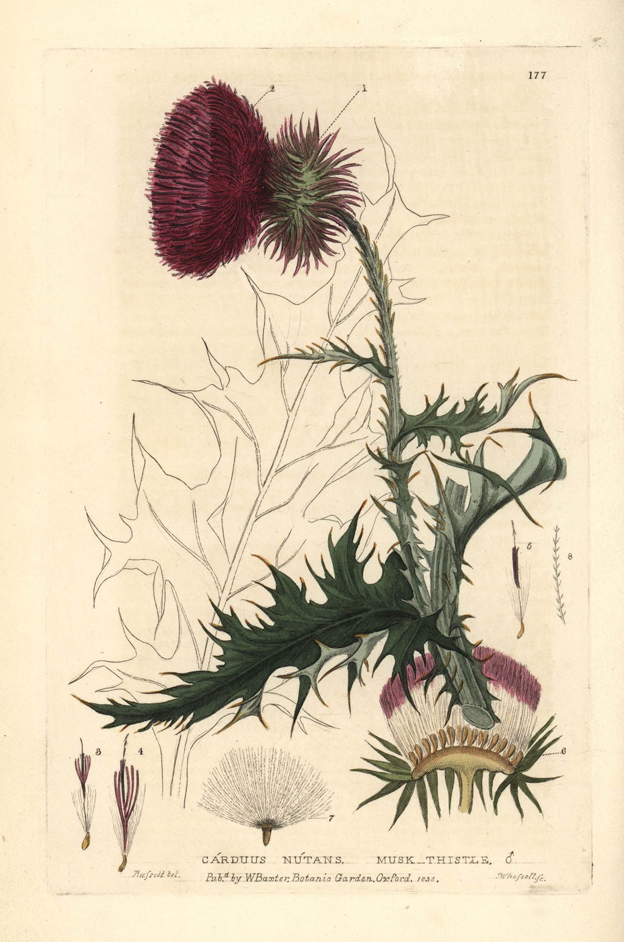 Florilegius/Universal Images Group/Getty Images