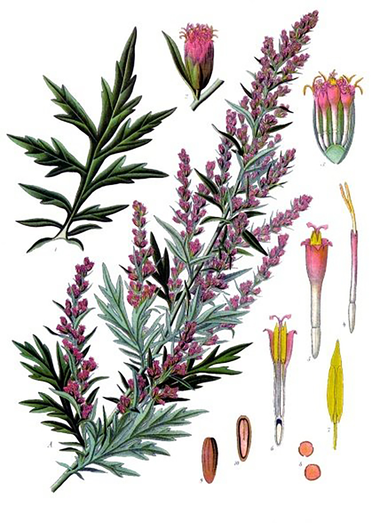 Кöhler’s Medizinal-Pflanzen, 1887