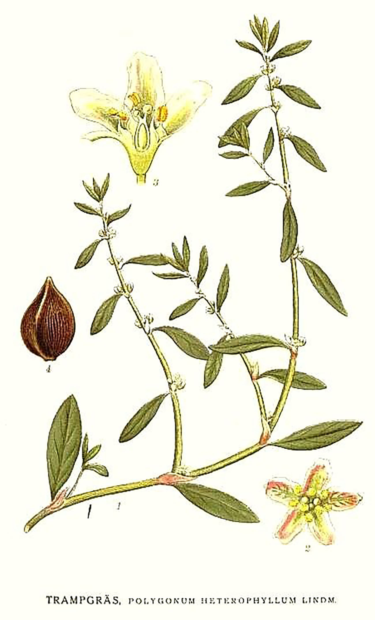 Bilder ur Nordens Flora, 1917—1926