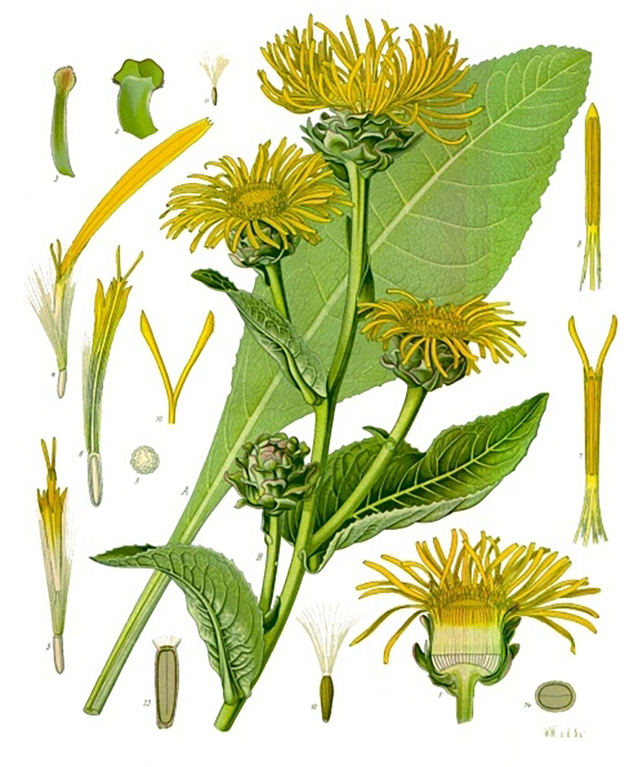 Köhler’s Medizinal-Pflanzen, 1887