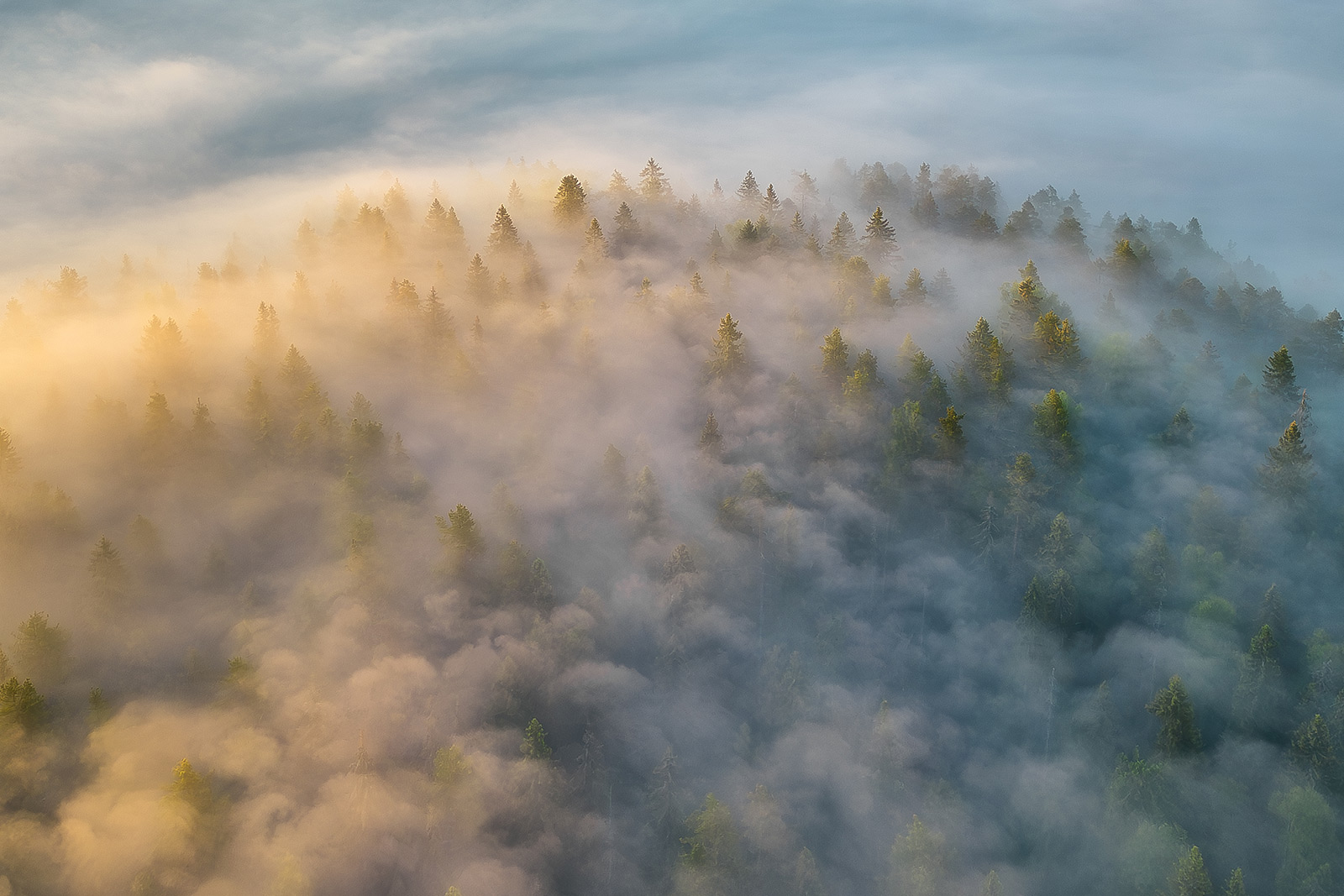 Alexánder Pashénichev