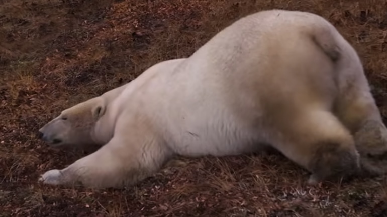 Vadim Makhorov / @makhorov