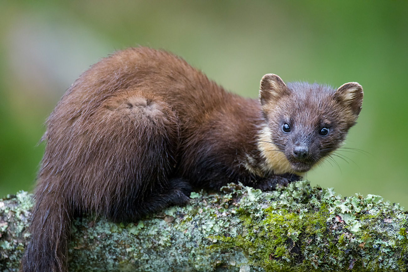 Westend61/盖蒂图片社（Getty Images） / Getty Images