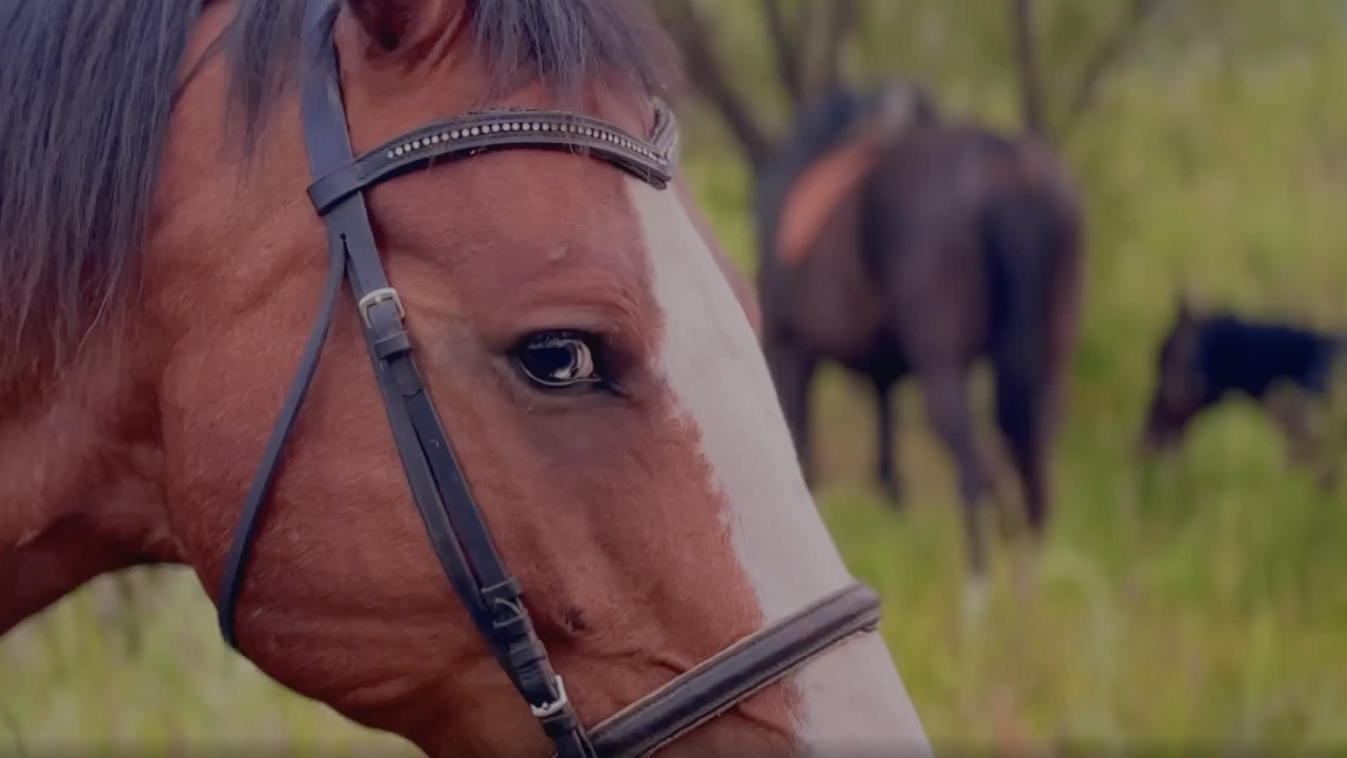 путешественникдв.рф