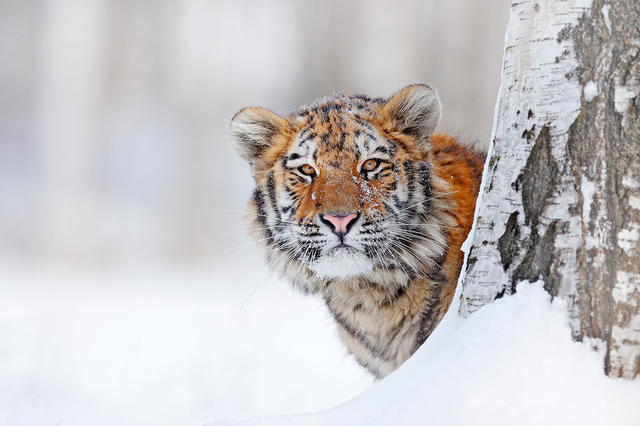 安德烈·普洛斯茨基（Ondrej Prosicky）/盖蒂图片社（Getty Images）