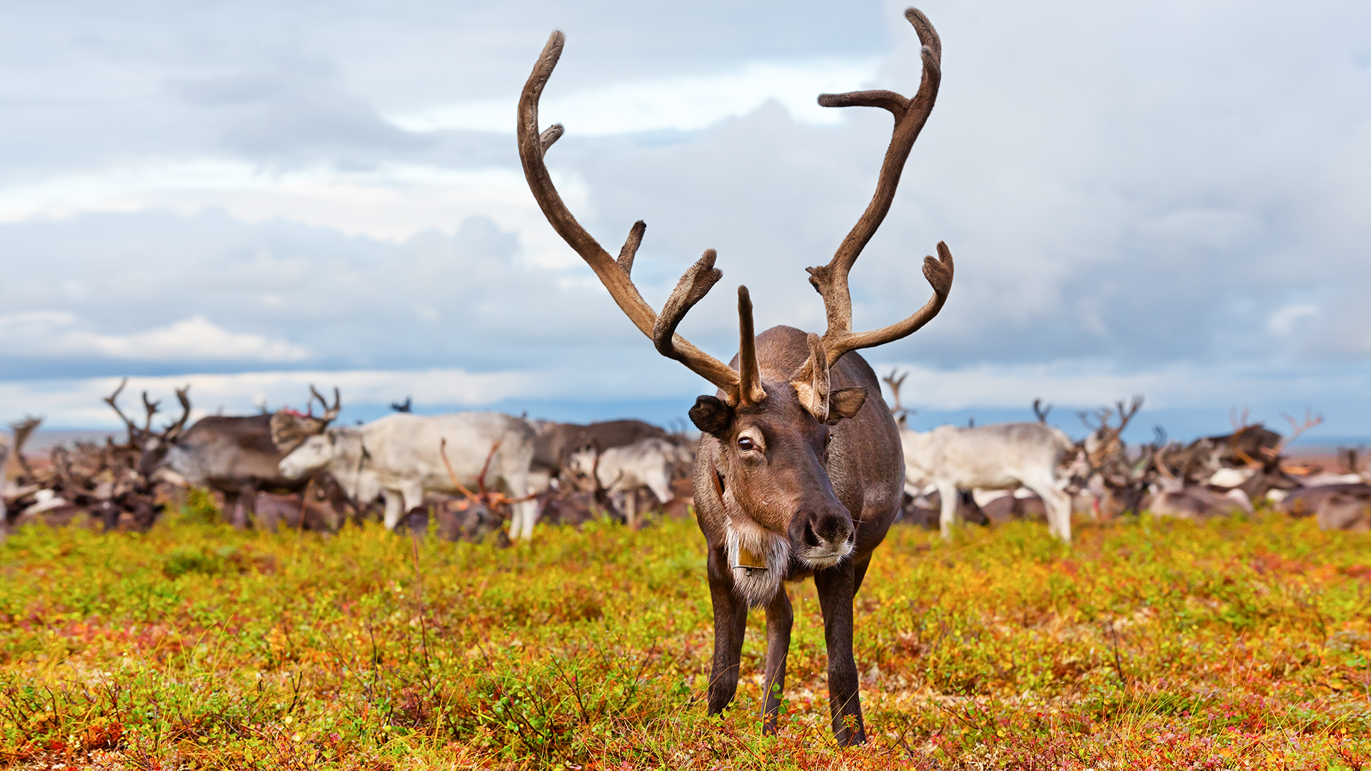 longtaildog / Getty Images