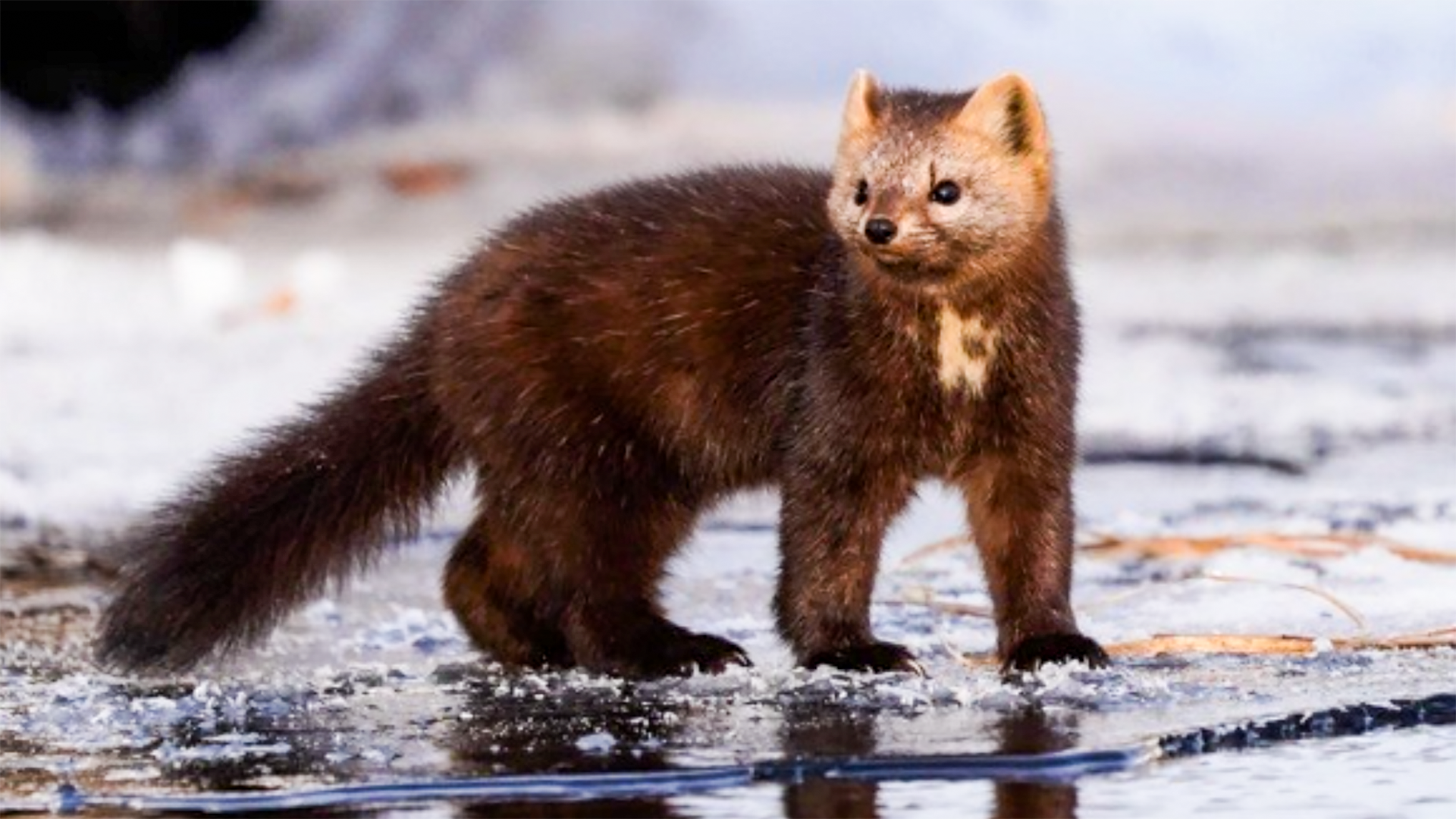 Arthur Mourzakhanov/Zapovednoïé Podlemorijé
