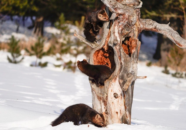 Arthur Mourzakhanov/Zapovednoïé Podlemorijé