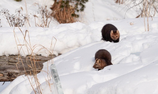 Arthur Mourzakhanov/Zapovednoïé Podlemorijé