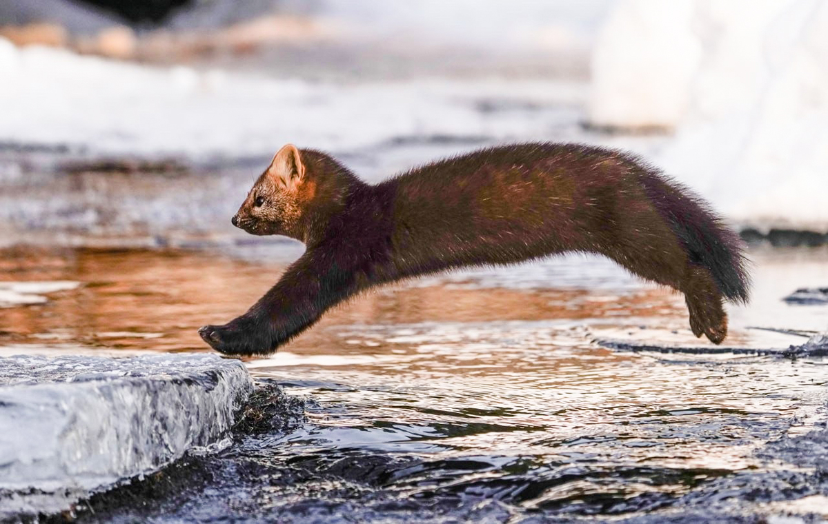 Arthur Mourzakhanov/Zapovednoïé Podlemorijé