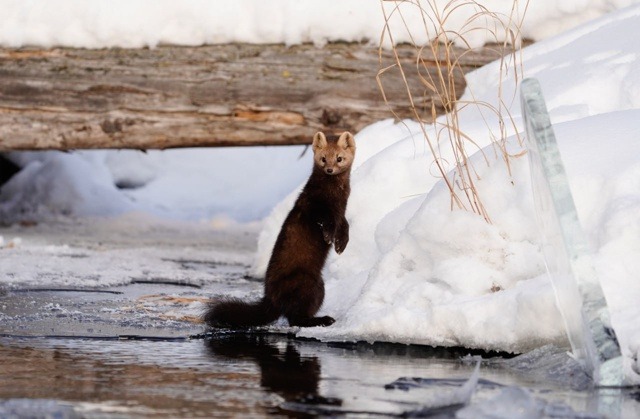 Arthur Mourzakhanov/Zapovednoïé Podlemorijé