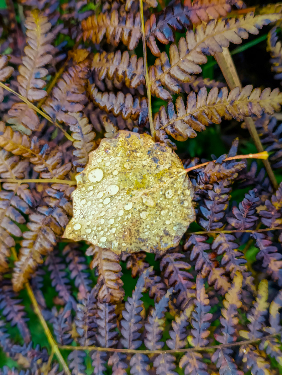 アンナ・ポポワ