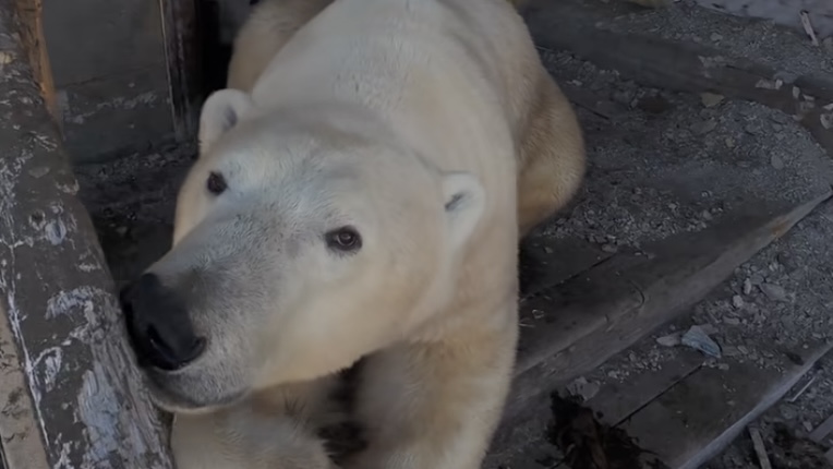 Vadim Makhorov  @makhorov