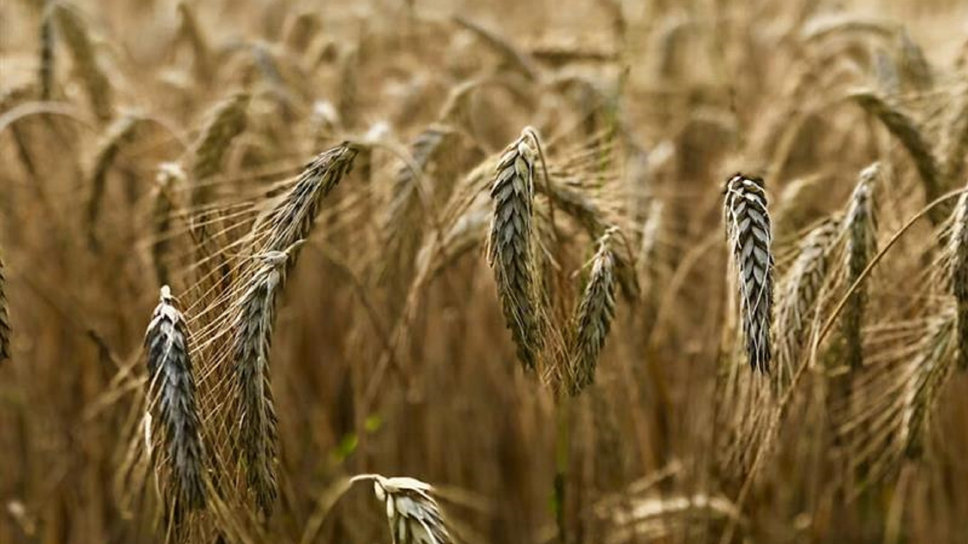 Peter Schulz/Unsplash