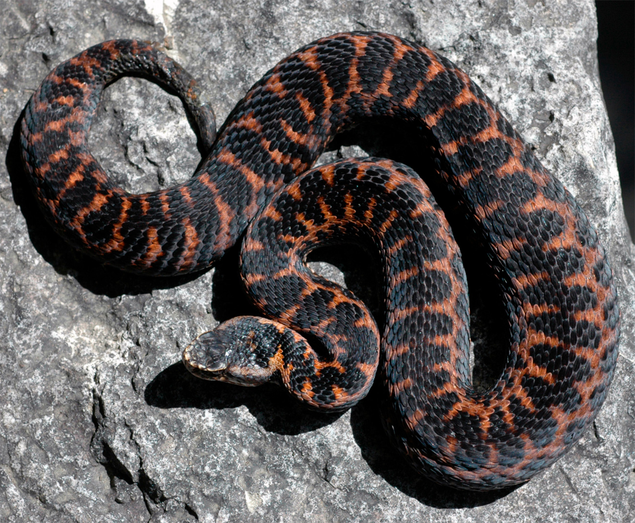 Tuniyev B.S (CC BY 4.0)