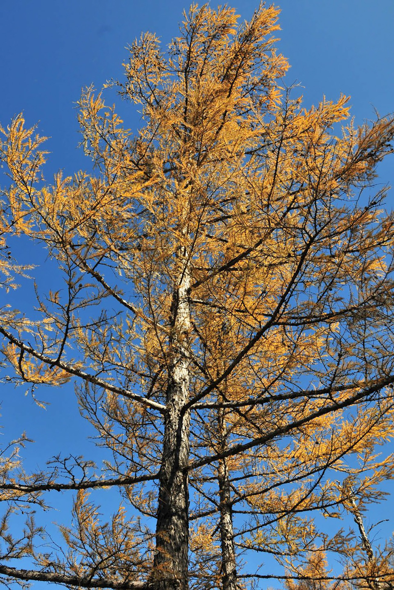 KongFu Wang (CC BY-SA 2.0)