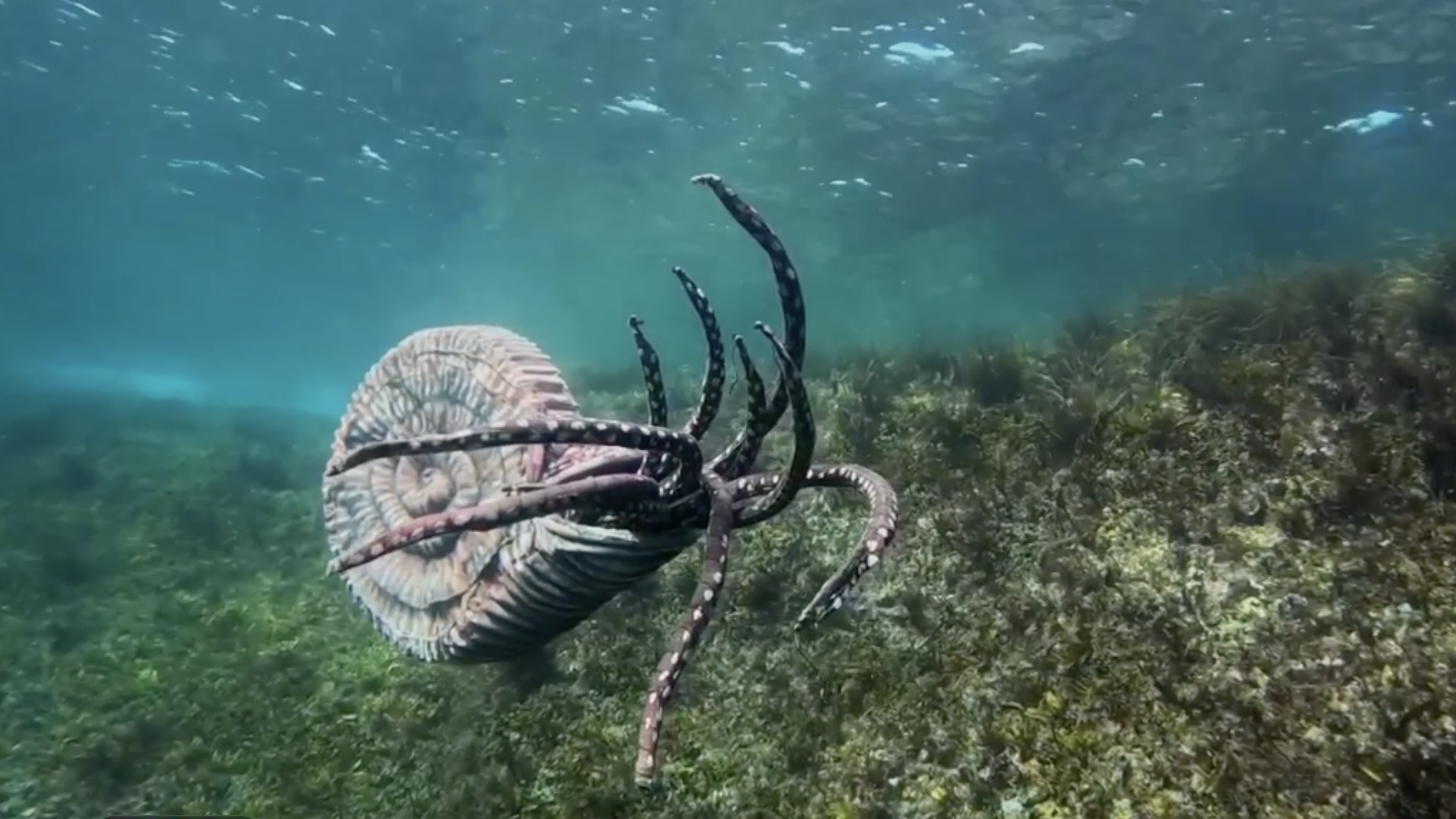 путешественникдв.рф