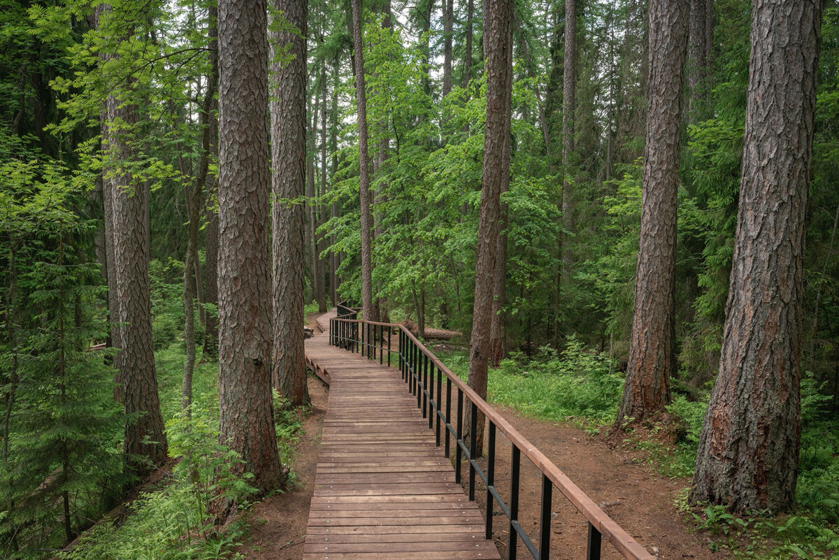 Nikolai Stepanenko/Directorate of Specially Protected Natural Areas of the Leningrad Region