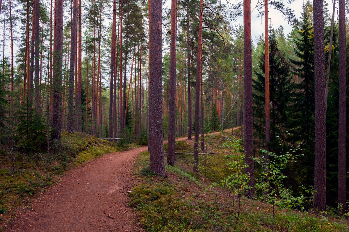 Arseniy Kashkarov/Directorate of Specially Protected Natural Areas of the Leningrad Region