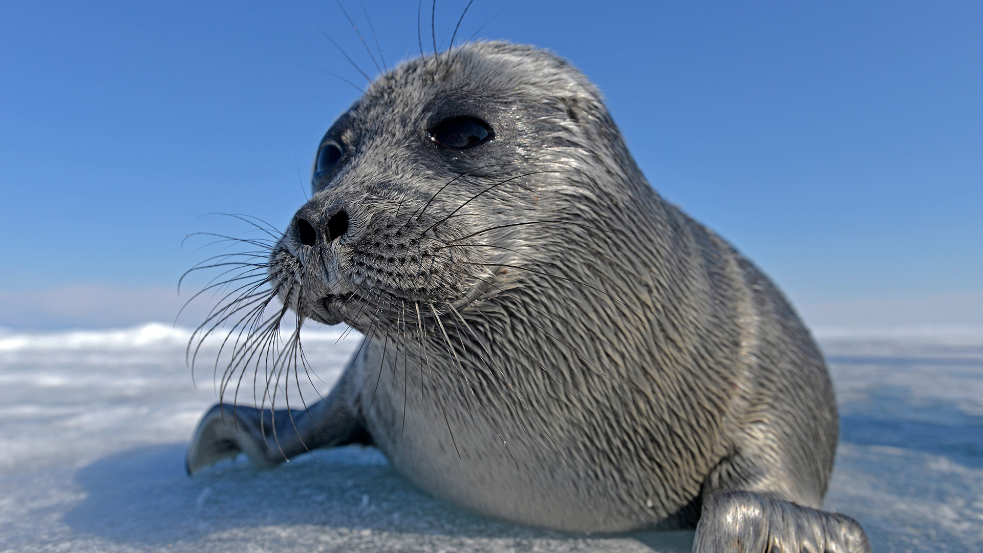 Westend61 / Getty Images