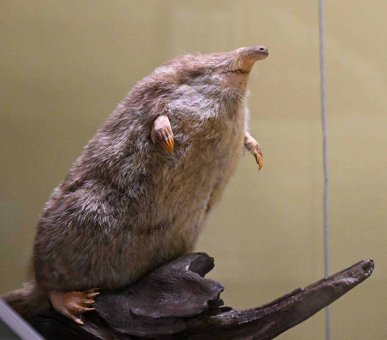 ペラギア・チホノワ / Sputnik