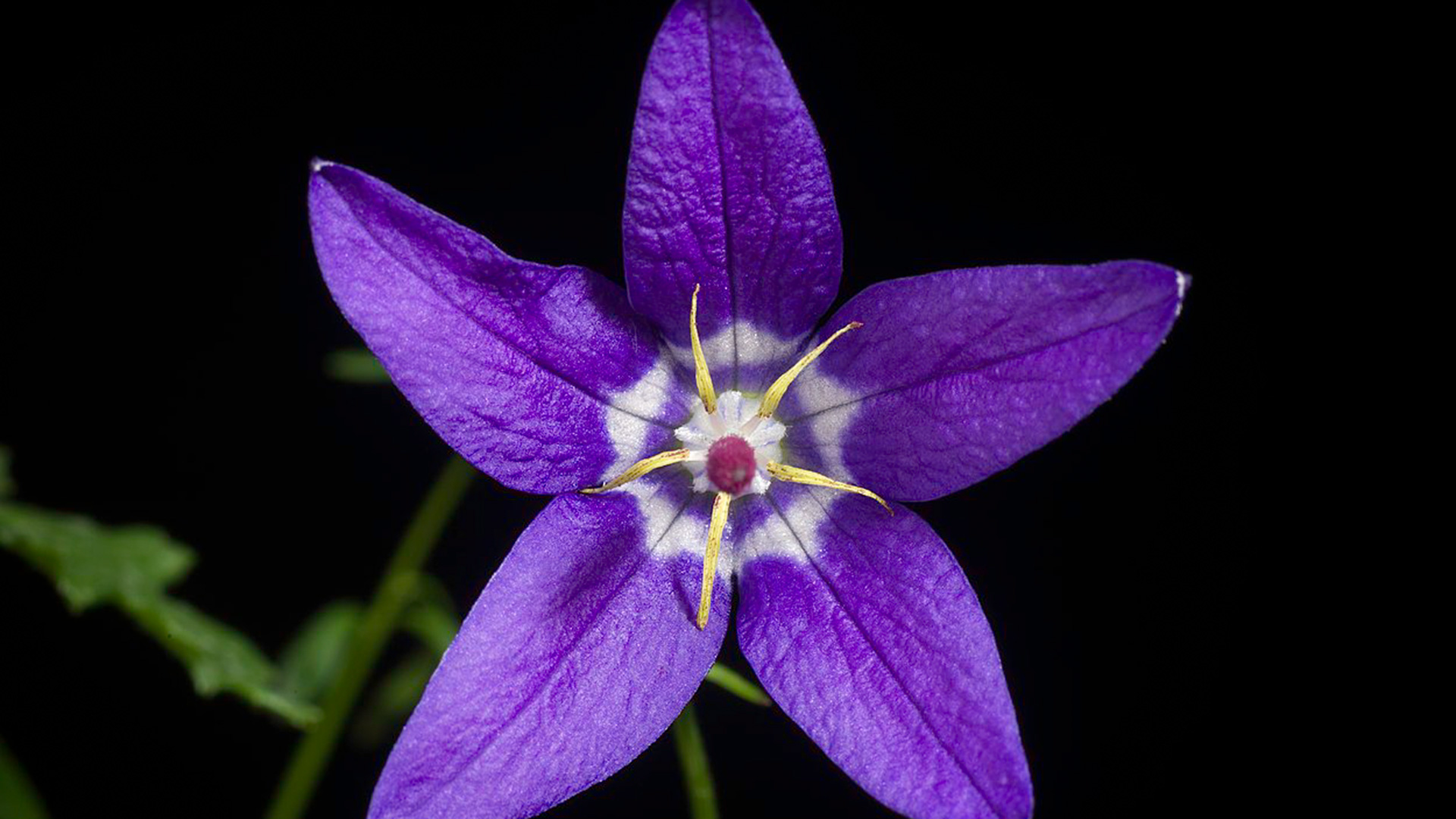 sunoochi (CC BY 2.0)