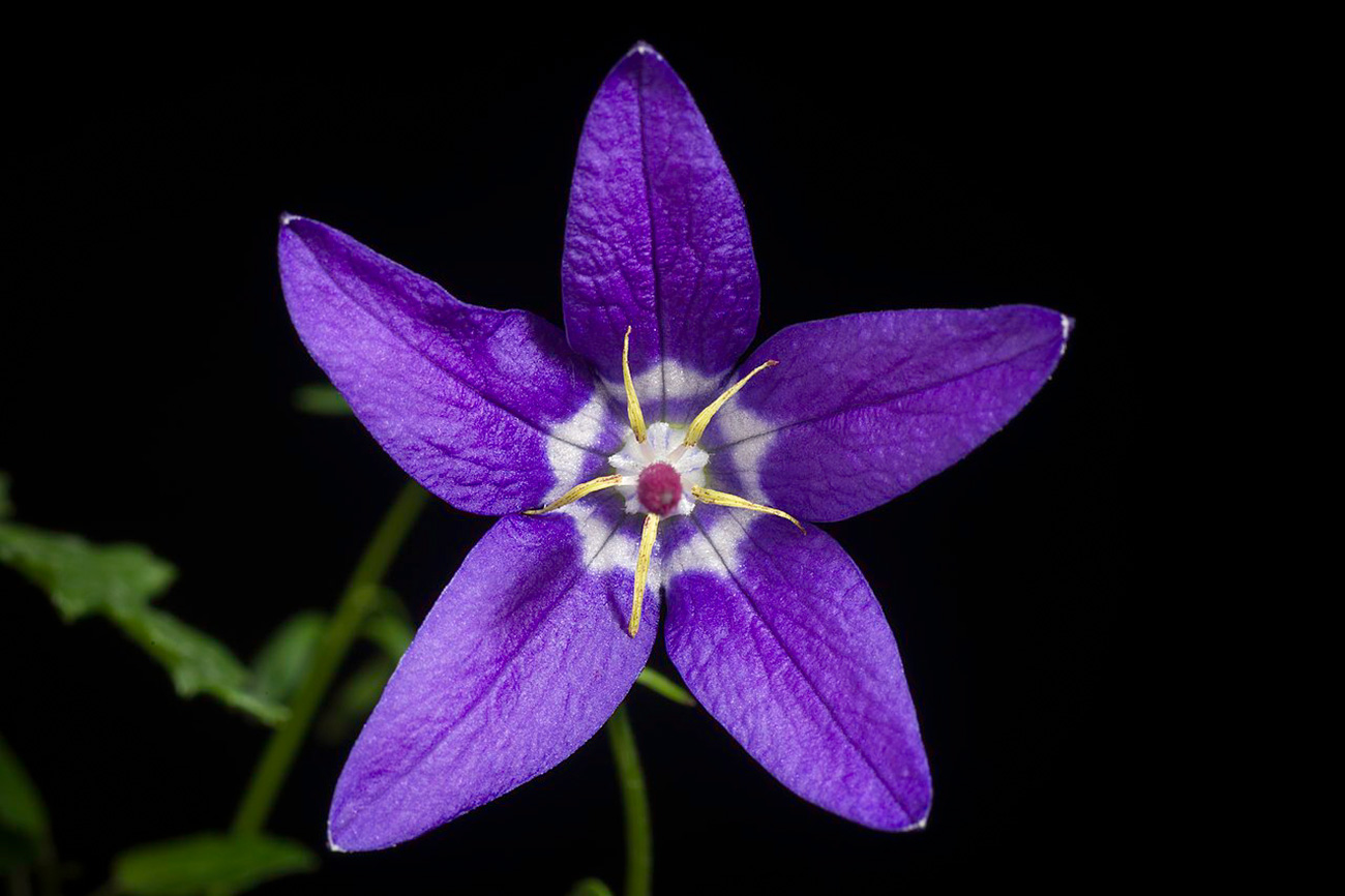 sunoochi (CC BY 2.0)