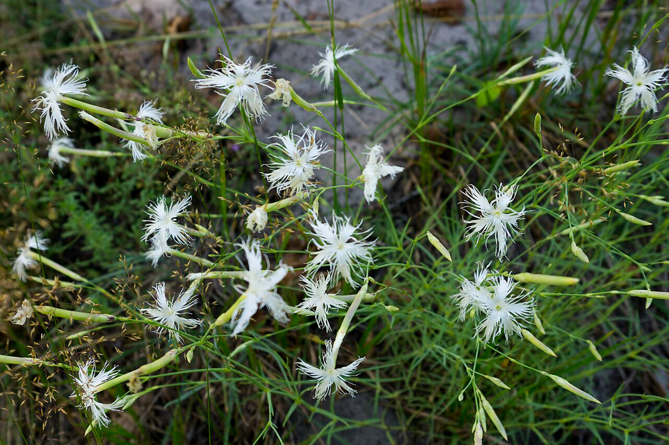 Saufaus (CC BY-SA 4.0)