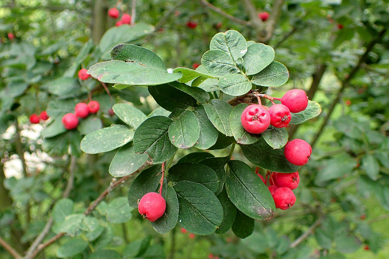 Krzysztof Ziarnek, Kenraiz (CC BY-SA 4.0)