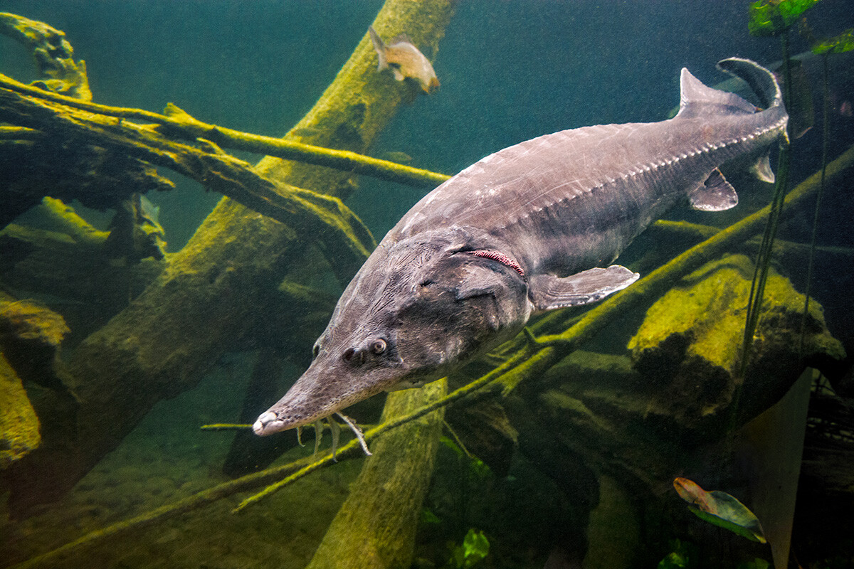 Zocha_K/Getty Images