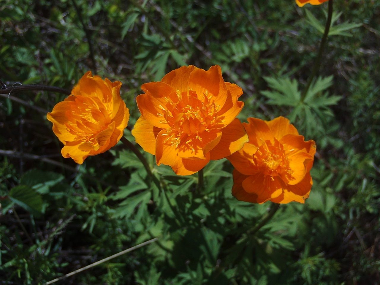UmnyyPes (CC BY-SA 3.0)