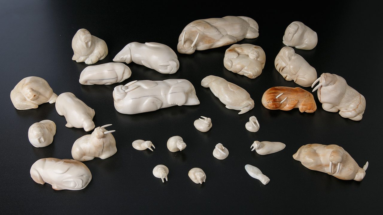 Museo Darwin