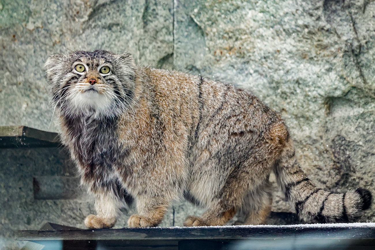 ウラジーミル・ゲルド / TASS