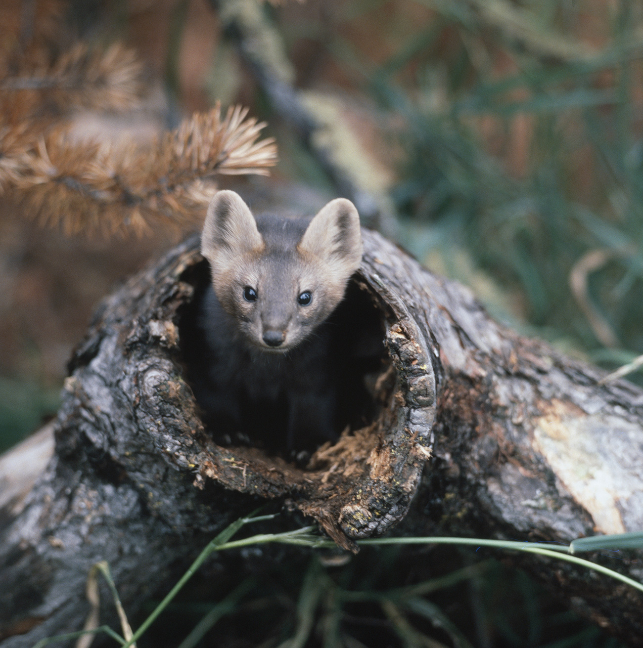 Vladimir Matvievsky / TASS