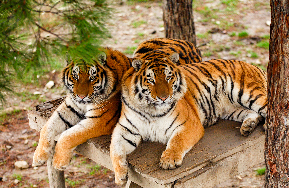 Mijaíl Mordásov/Sputnik