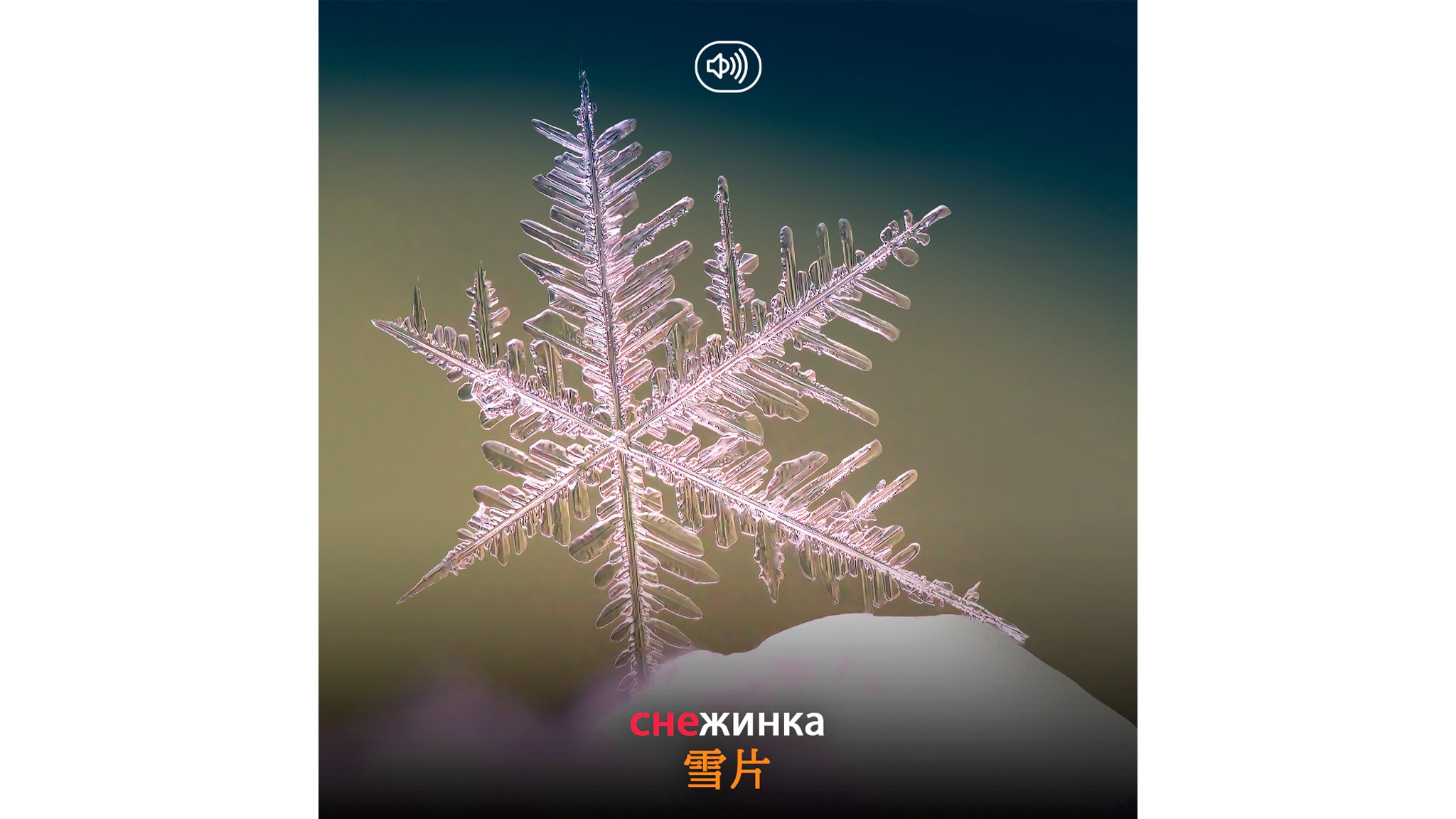 ロシア語教室】ロシア語の覚えやすい単語の5つ